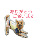 雑種のむーやん 2（個別スタンプ：12）