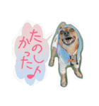雑種のむーやん 2（個別スタンプ：15）