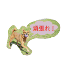 雑種のむーやん 2（個別スタンプ：19）
