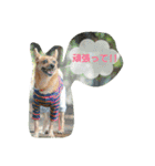 雑種のむーやん 2（個別スタンプ：21）