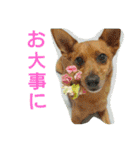 雑種のむーやん 2（個別スタンプ：22）