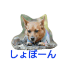 雑種のむーやん 2（個別スタンプ：24）