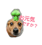 雑種のむーやん 2（個別スタンプ：25）