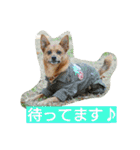 雑種のむーやん 2（個別スタンプ：26）