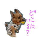 雑種のむーやん 2（個別スタンプ：27）