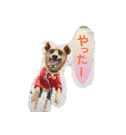 雑種のむーやん 2（個別スタンプ：28）