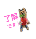 雑種のむーやん 2（個別スタンプ：29）