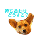 雑種のむーやん 2（個別スタンプ：30）