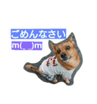 雑種のむーやん 2（個別スタンプ：33）