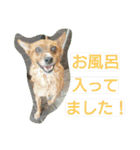 雑種のむーやん 2（個別スタンプ：34）