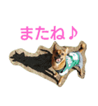 雑種のむーやん 2（個別スタンプ：35）