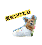 雑種のむーやん 2（個別スタンプ：36）