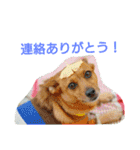 雑種のむーやん 2（個別スタンプ：38）