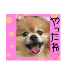 ポメまる（個別スタンプ：1）