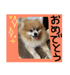 ポメまる（個別スタンプ：2）