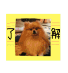 ポメまる（個別スタンプ：4）