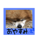 ポメまる（個別スタンプ：7）