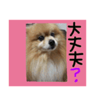 ポメまる（個別スタンプ：9）