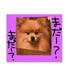 ポメまる（個別スタンプ：10）