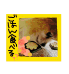 ポメまる（個別スタンプ：11）