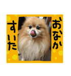 ポメまる（個別スタンプ：12）