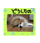 ポメまる（個別スタンプ：13）