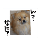 ポメまる（個別スタンプ：14）
