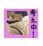ポメまる（個別スタンプ：16）