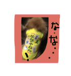 ポメまる（個別スタンプ：17）
