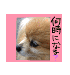 ポメまる（個別スタンプ：18）
