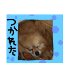 ポメまる（個別スタンプ：21）