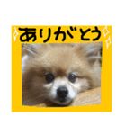 ポメまる（個別スタンプ：24）