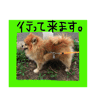 ポメまる（個別スタンプ：27）