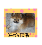 ポメまる（個別スタンプ：31）