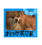 ポメまる（個別スタンプ：34）
