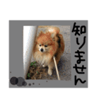 ポメまる（個別スタンプ：36）