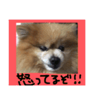 ポメまる（個別スタンプ：39）