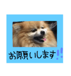 ポメまる（個別スタンプ：40）