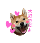 柴犬 こたろう1（個別スタンプ：1）