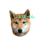 柴犬 こたろう1（個別スタンプ：2）