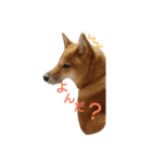 柴犬 こたろう1（個別スタンプ：3）