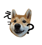 柴犬 こたろう1（個別スタンプ：4）