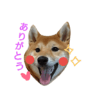 柴犬 こたろう1（個別スタンプ：5）