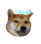 柴犬 こたろう1（個別スタンプ：6）