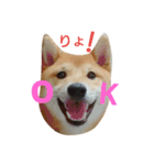 柴犬 こたろう1（個別スタンプ：7）