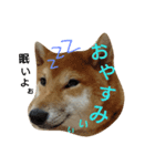 柴犬 こたろう1（個別スタンプ：8）