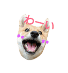 柴犬 こたろう1（個別スタンプ：9）