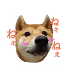 柴犬 こたろう1（個別スタンプ：10）