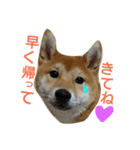 柴犬 こたろう1（個別スタンプ：11）