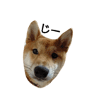 柴犬 こたろう1（個別スタンプ：12）
